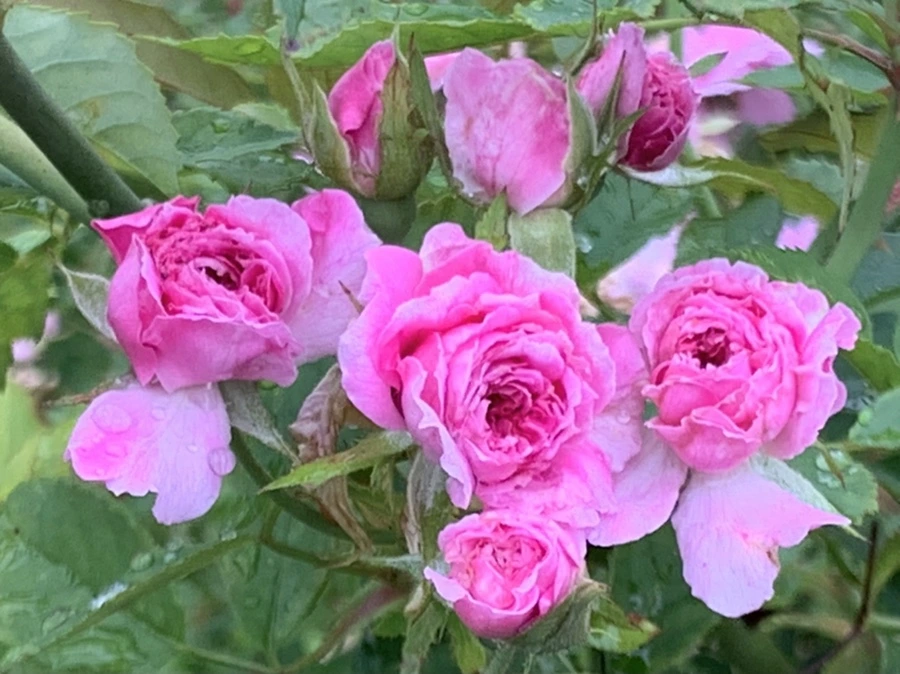 IMG_0930.jpg?type=w966