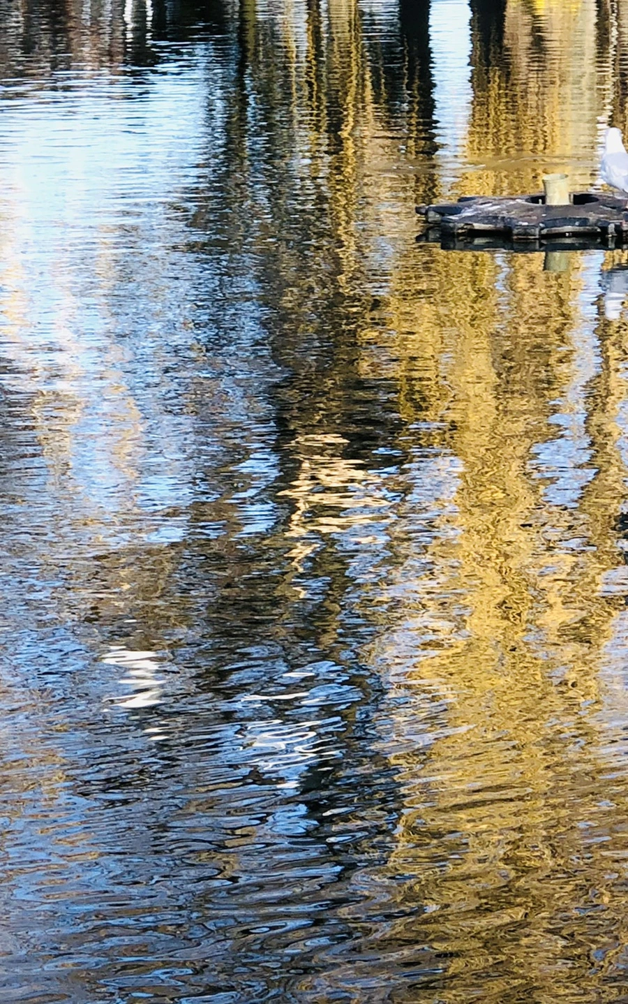 IMG_9768.jpg?type=w966