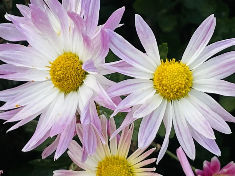 IMG_1174.jpg?type=w966