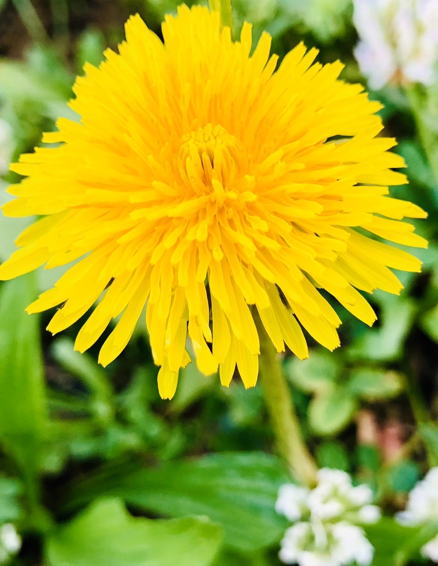 IMG_8328.jpg?type=w966