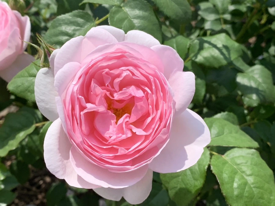 IMG_8566.jpg?type=w966