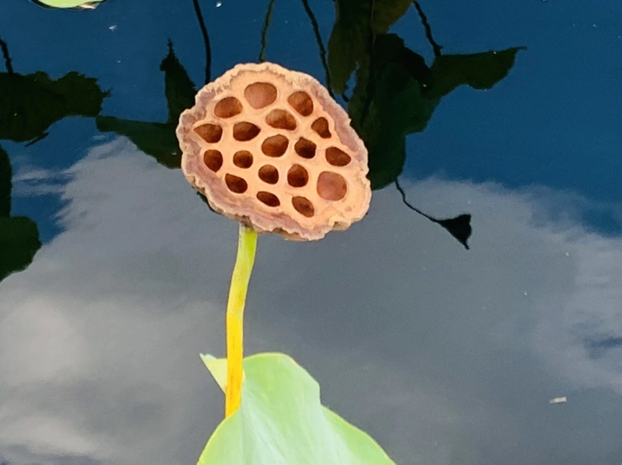 IMG_9110.jpg?type=w966