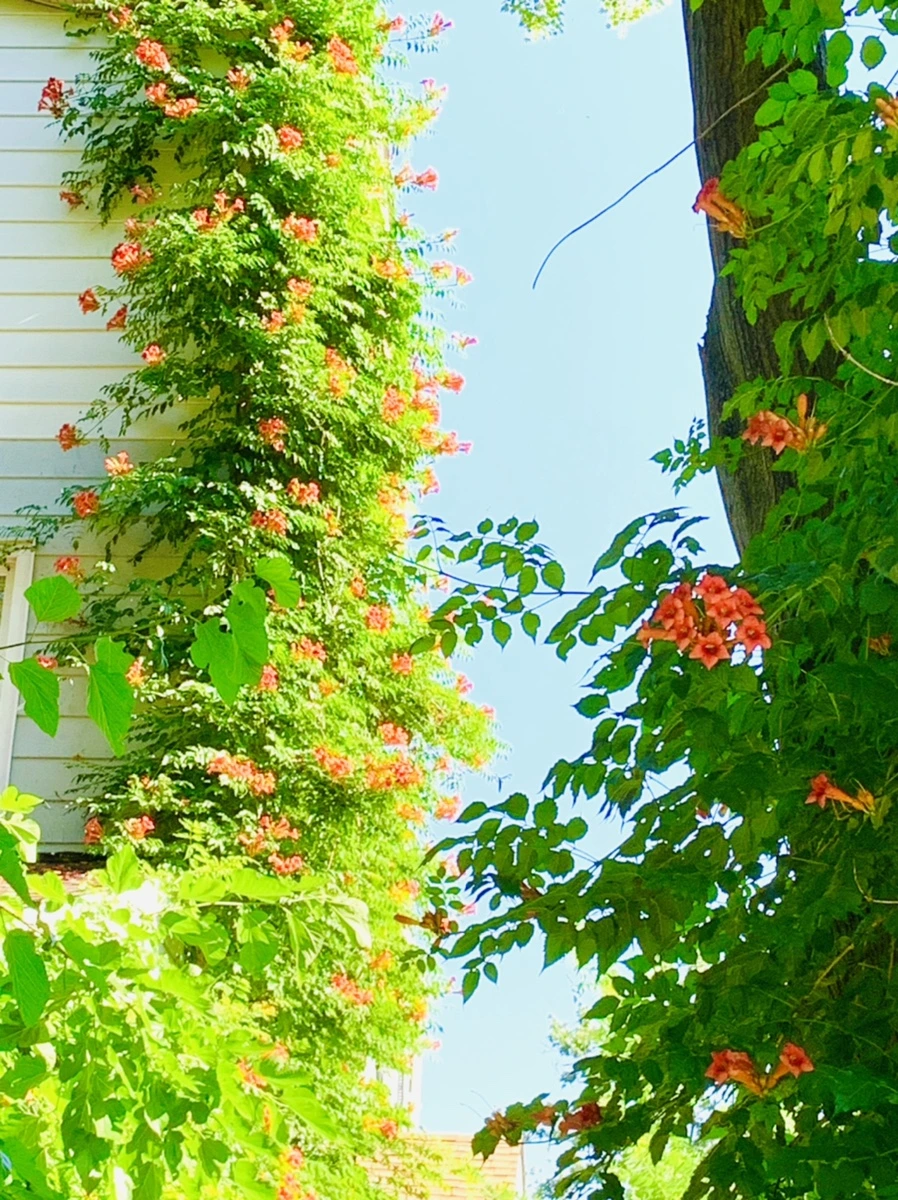 IMG_8718.jpg?type=w966