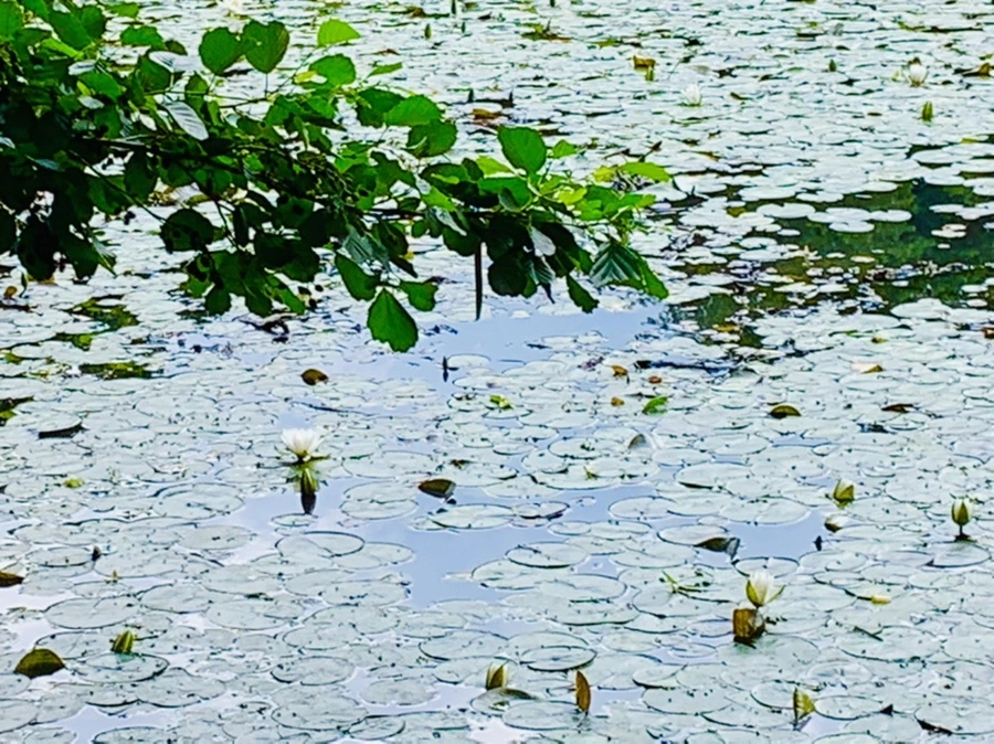 IMG_0809.jpg?type=w966