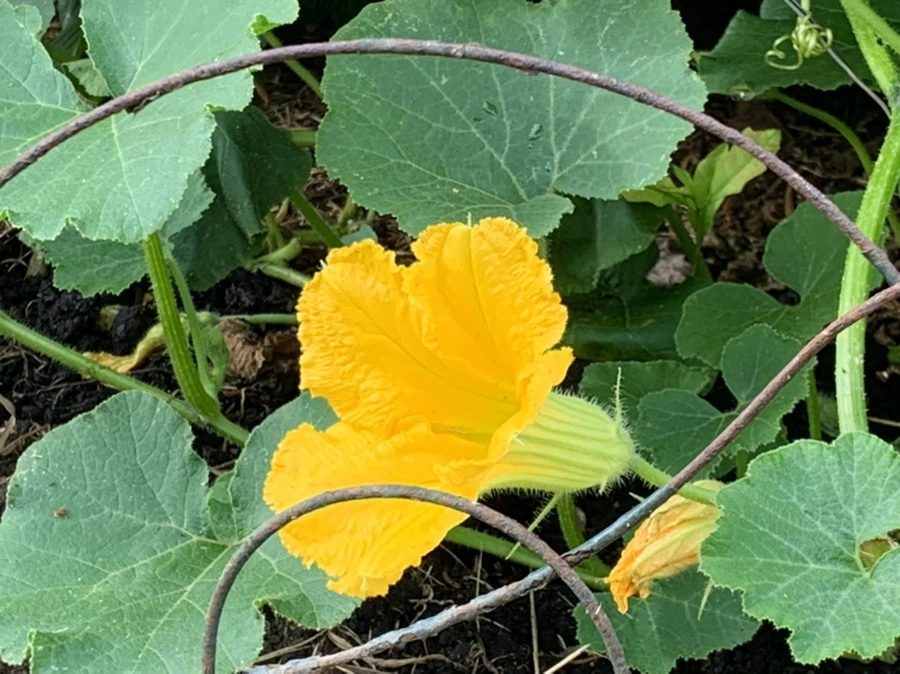 IMG_9087.jpg?type=w966