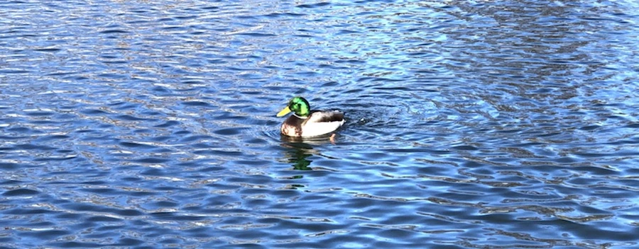 IMG_9720.jpg?type=w966