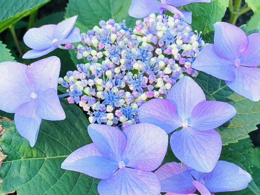 IMG_6301.jpg?type=w966