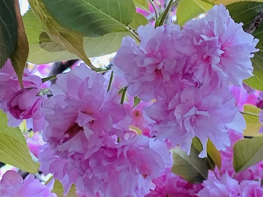 IMG_7357.jpg?type=w966