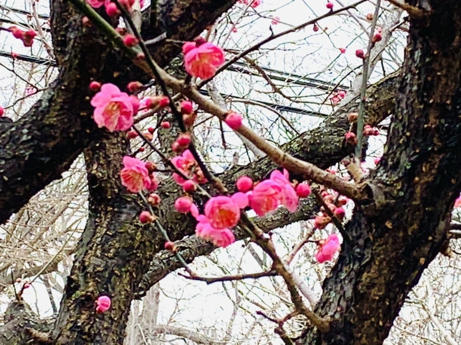 IMG_1614.jpg?type=w966