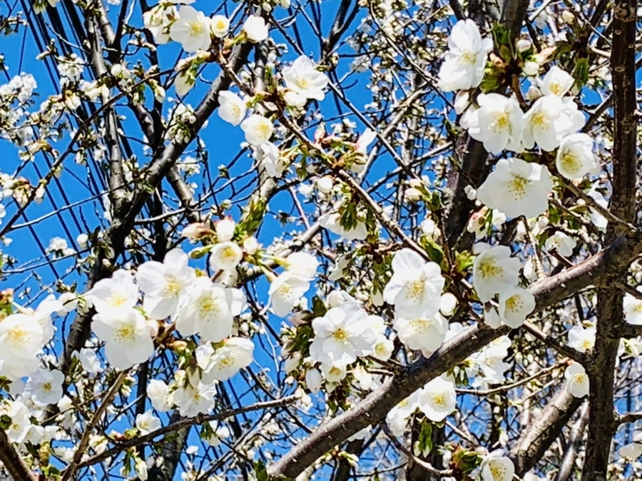 IMG_8019.jpg?type=w966