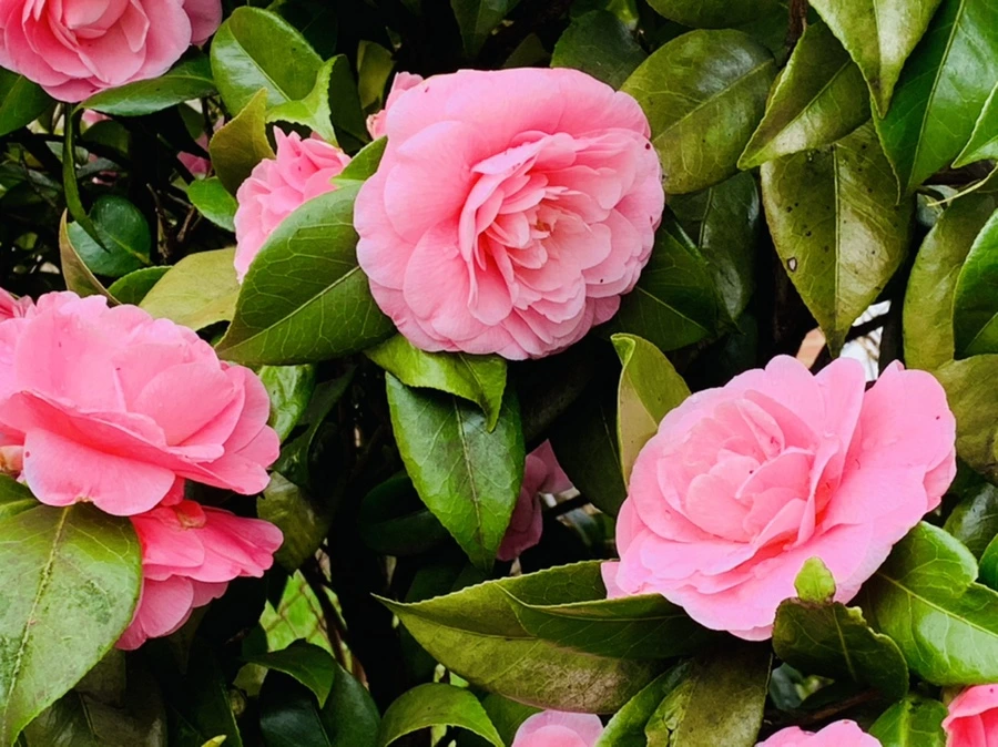 IMG_1401.jpg?type=w966