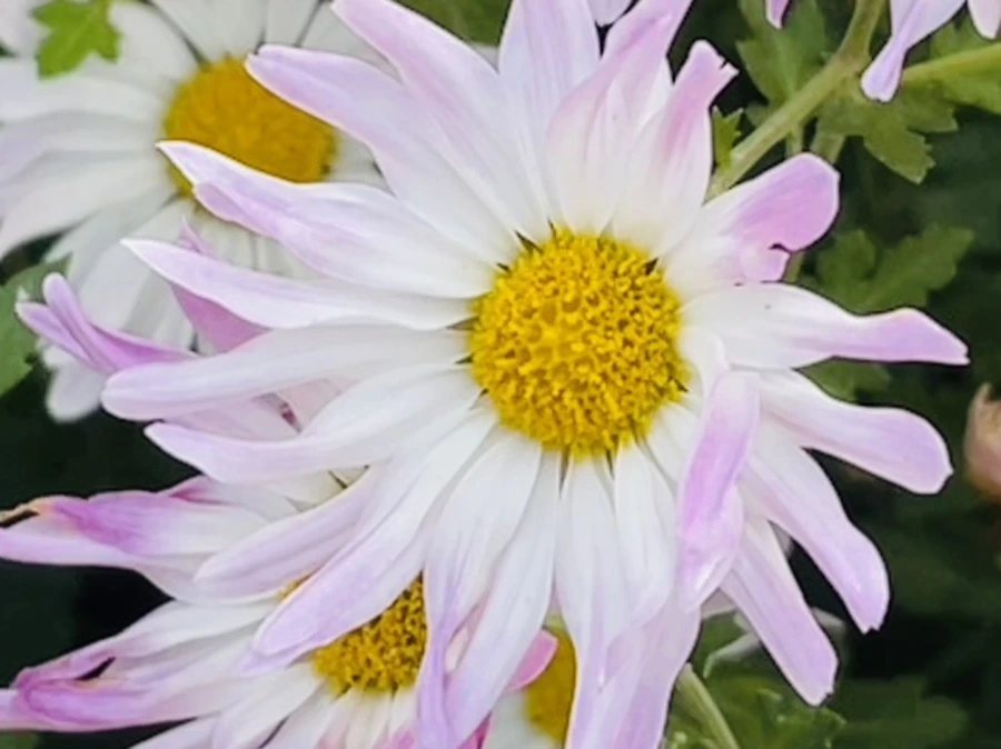 IMG_1189.jpg?type=w966