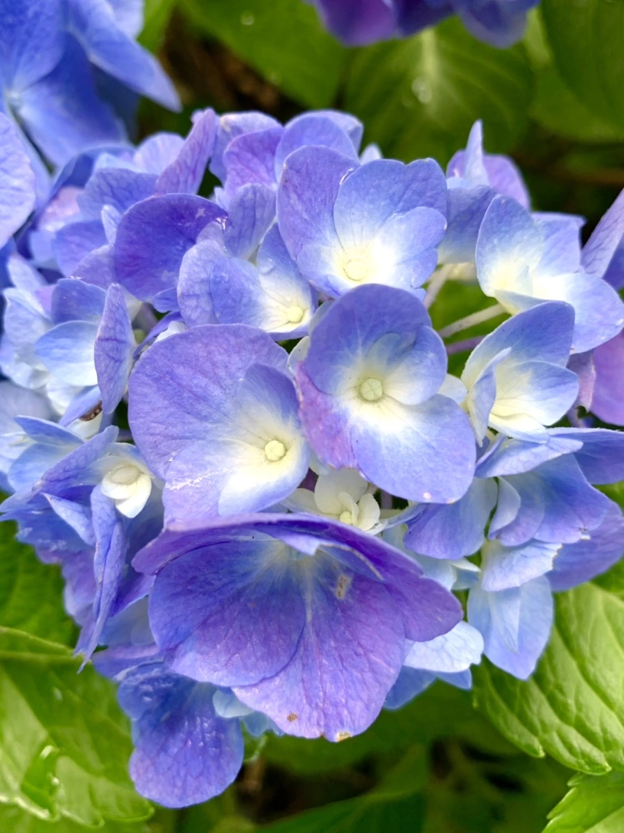 IMG_7308.jpg?type=w966