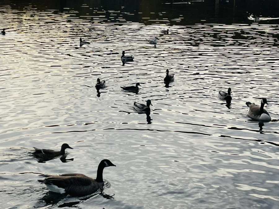 IMG_1308.jpg?type=w966