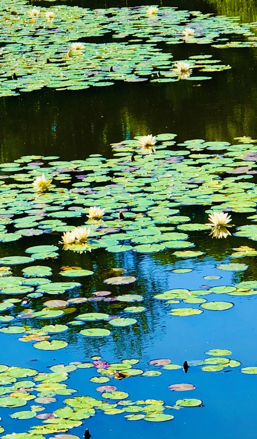 IMG_2338.jpg?type=w966