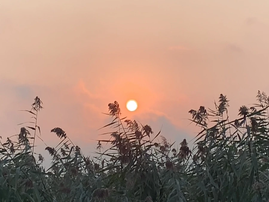 IMG_1157.jpg?type=w966