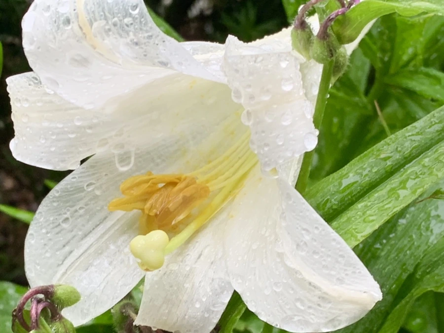 IMG_0085.jpg?type=w966