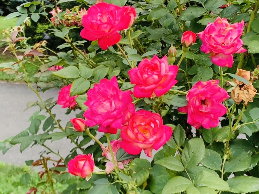 IMG_5005.jpg?type=w966