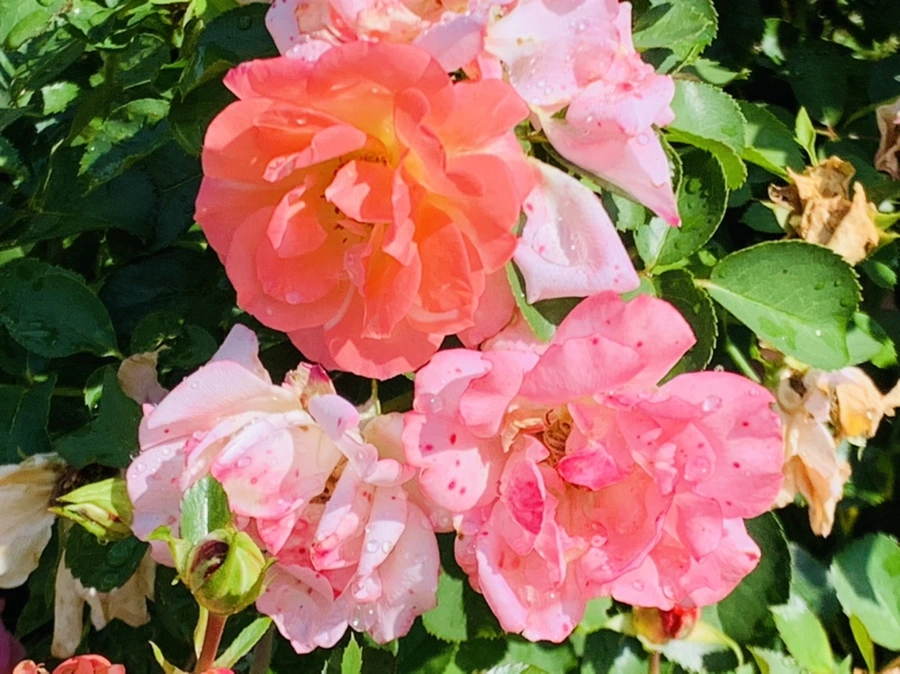 IMG_8451.jpg?type=w966