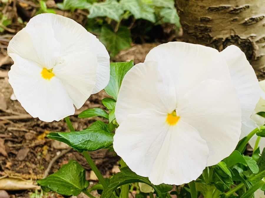 IMG_9043.jpg?type=w966