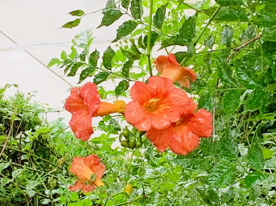 IMG_0011.jpg?type=w966