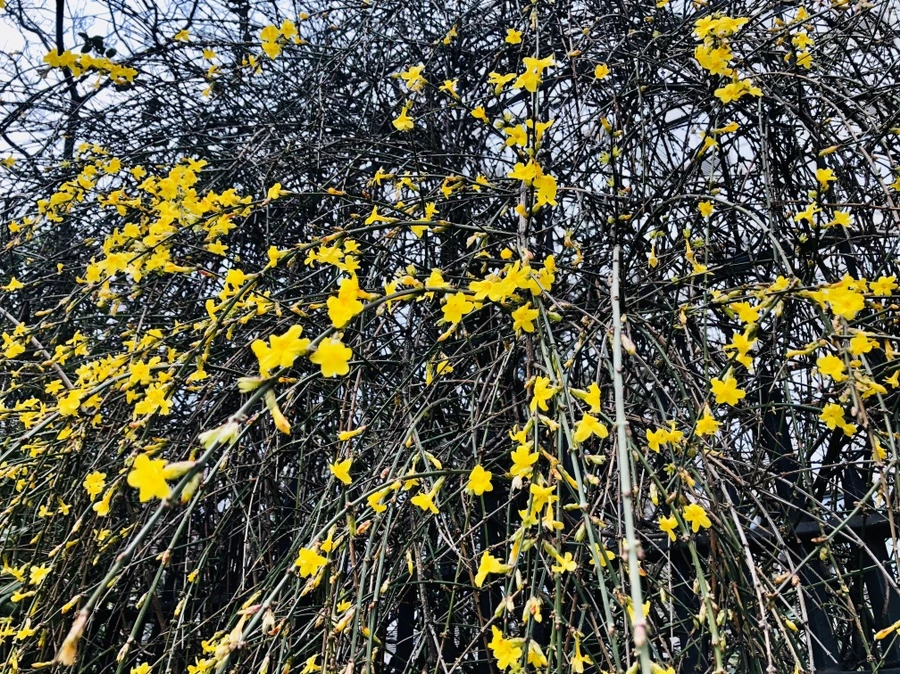 IMG_4417.jpg?type=w966