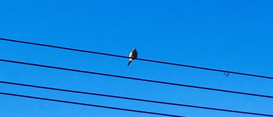 IMG_1165.jpg?type=w966