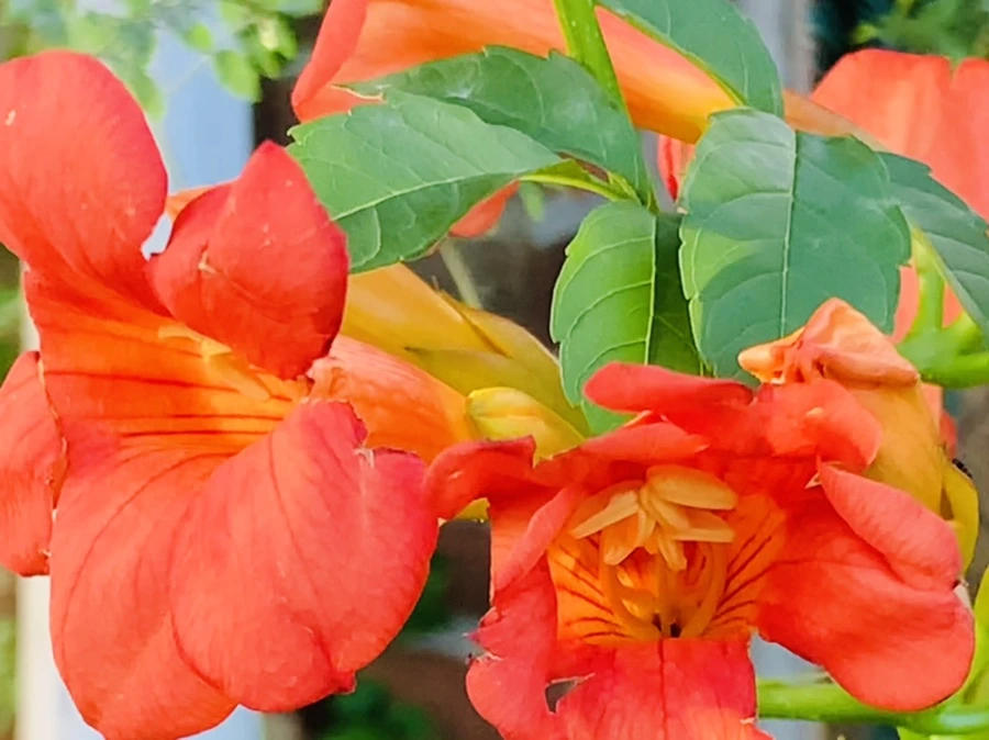 IMG_7029.jpg?type=w966