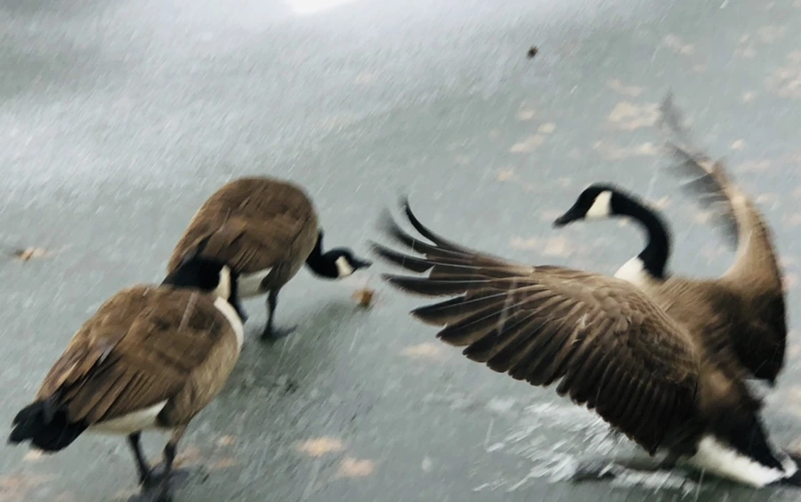 IMG_5999.jpg?type=w966