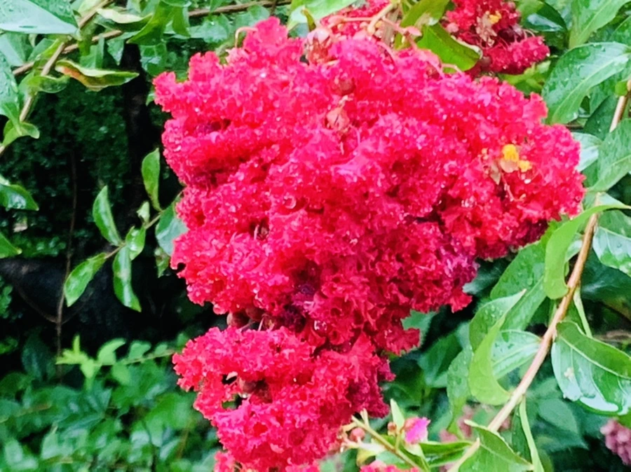 IMG_3757.jpg?type=w966