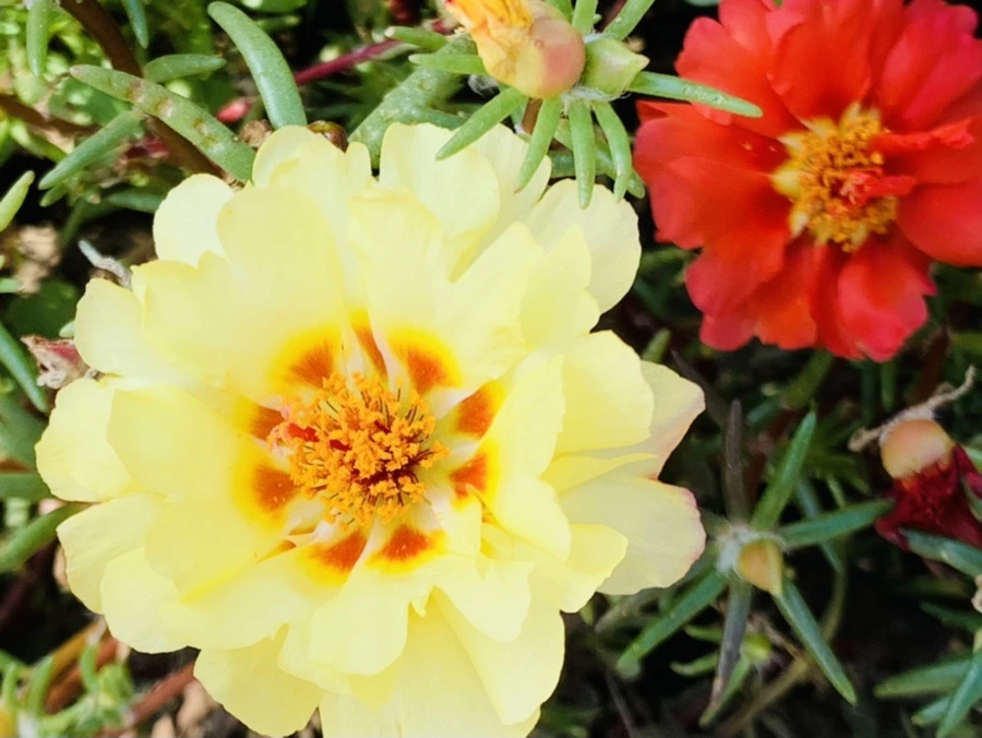 IMG_6724.jpg?type=w966