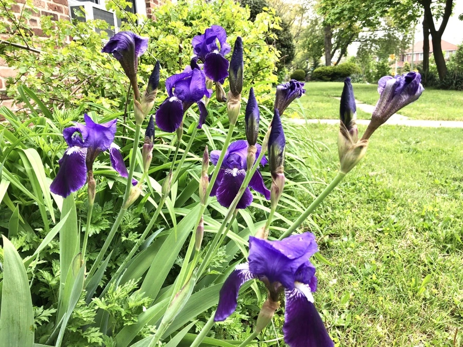 IMG_4028.jpg?type=w966