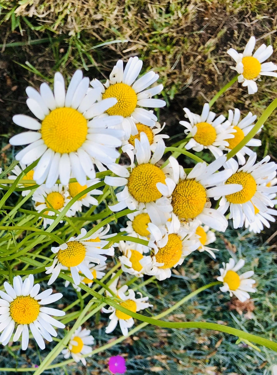 IMG_8612.jpg?type=w966