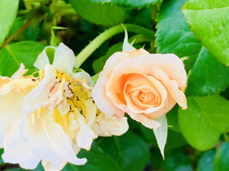 IMG_2693.jpg?type=w966