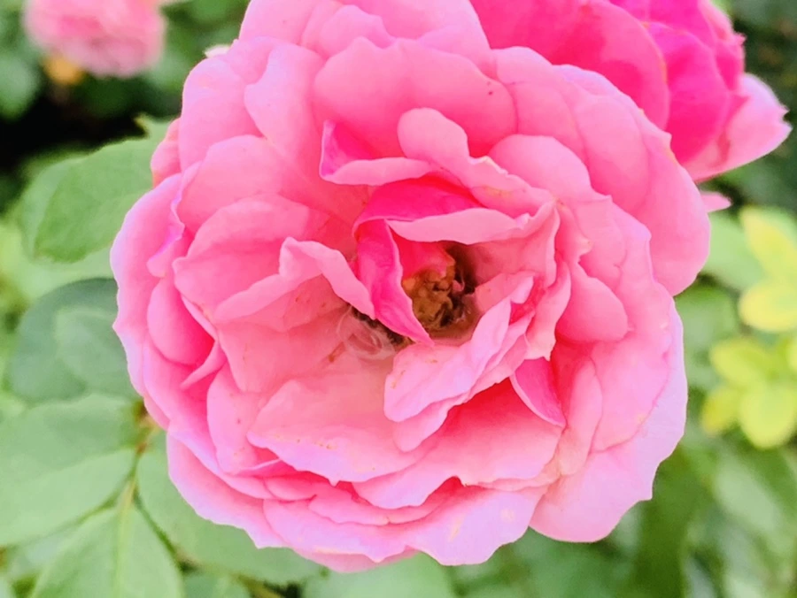 IMG_6981.jpg?type=w966