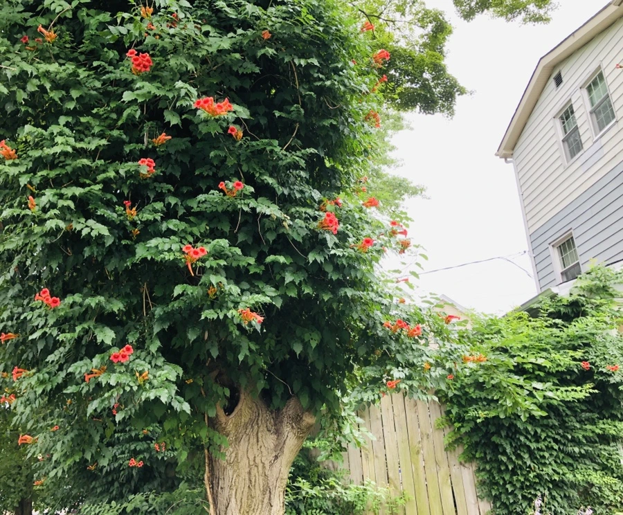 IMG_2051.jpg?type=w966