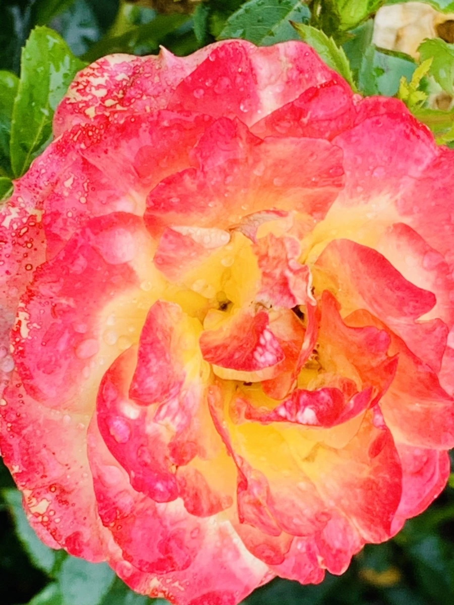 IMG_9575.jpg?type=w966