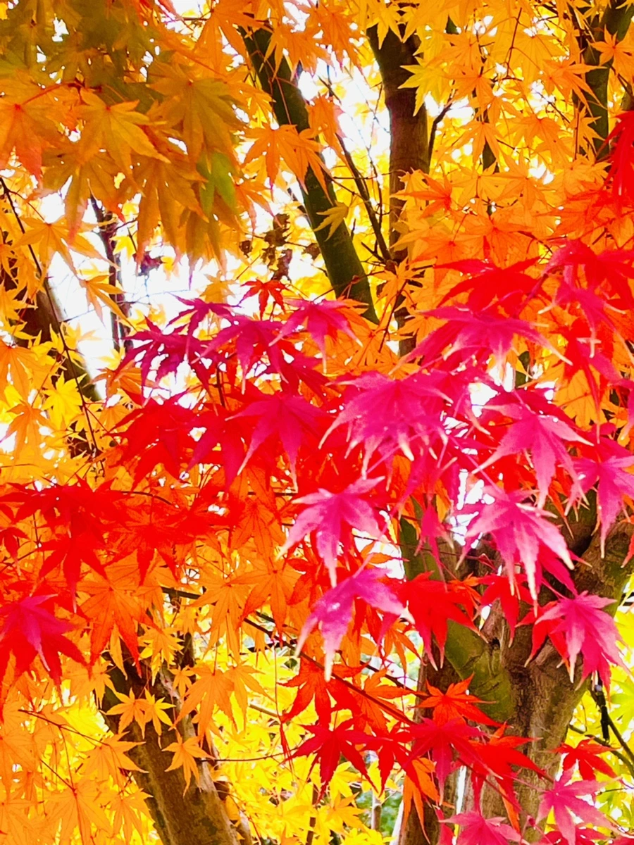 IMG_6217.jpg?type=w966