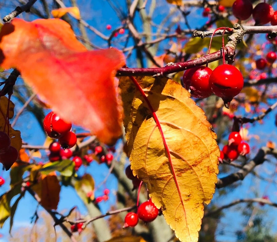 IMG_7487.jpg?type=w966