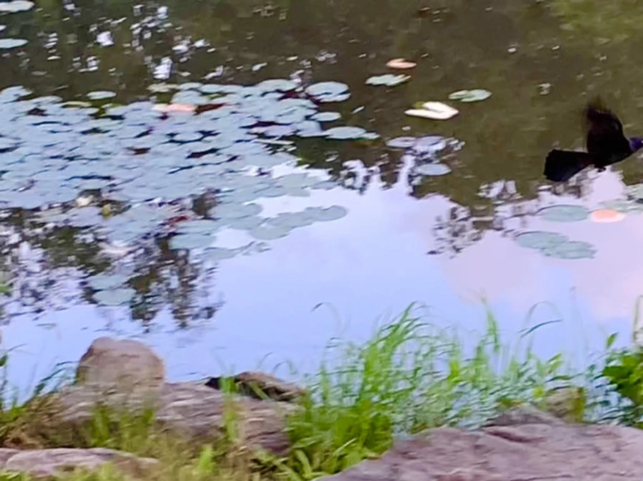 IMG_2966.jpg?type=w966