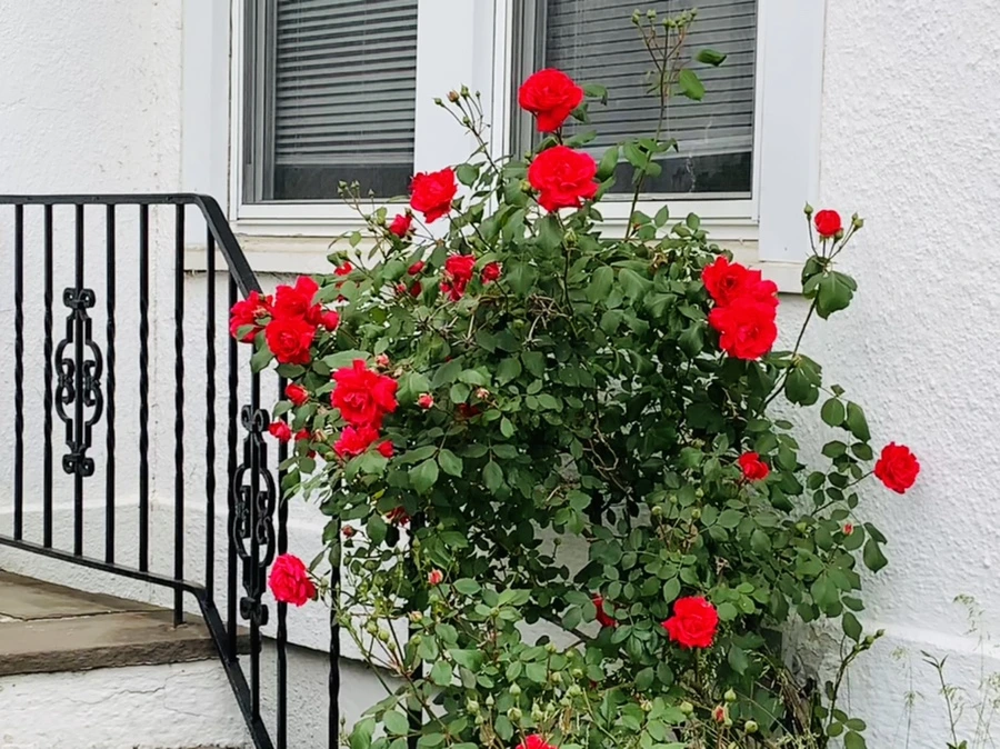 IMG_4849.jpg?type=w966