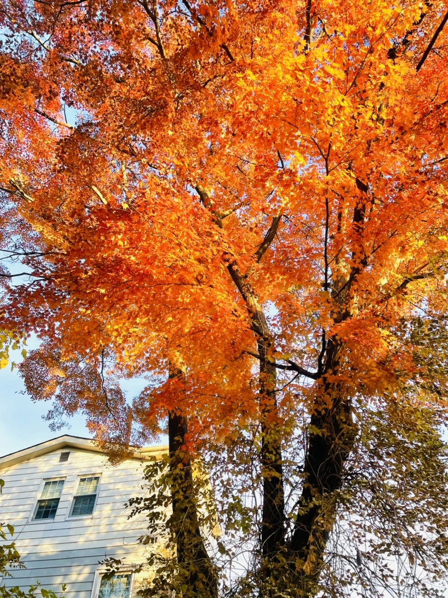 IMG_5945.jpg?type=w966