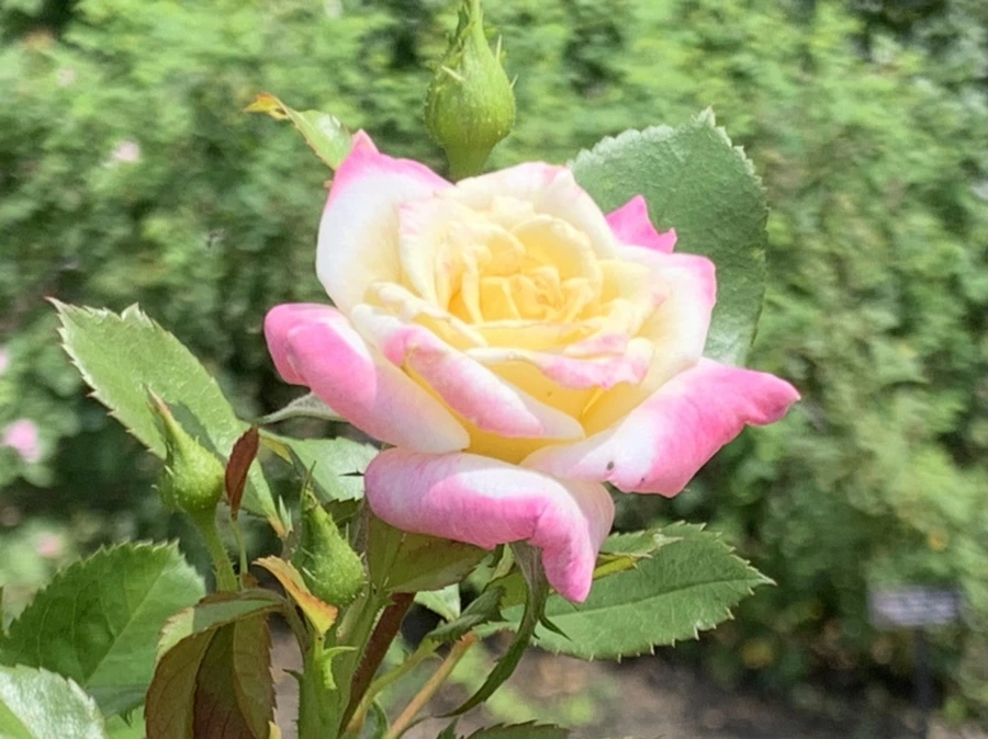 IMG_5455.jpg?type=w966