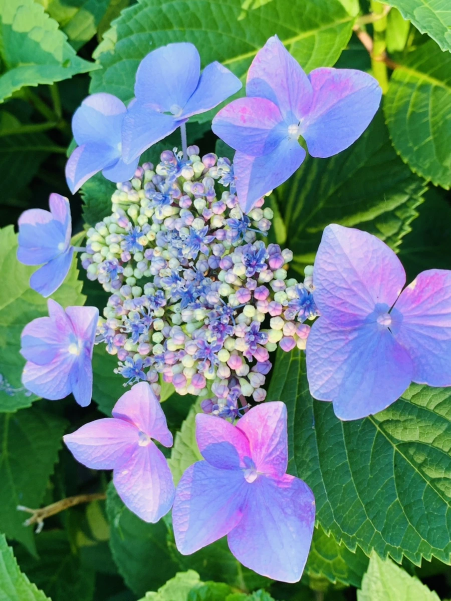 IMG_6275.jpg?type=w966