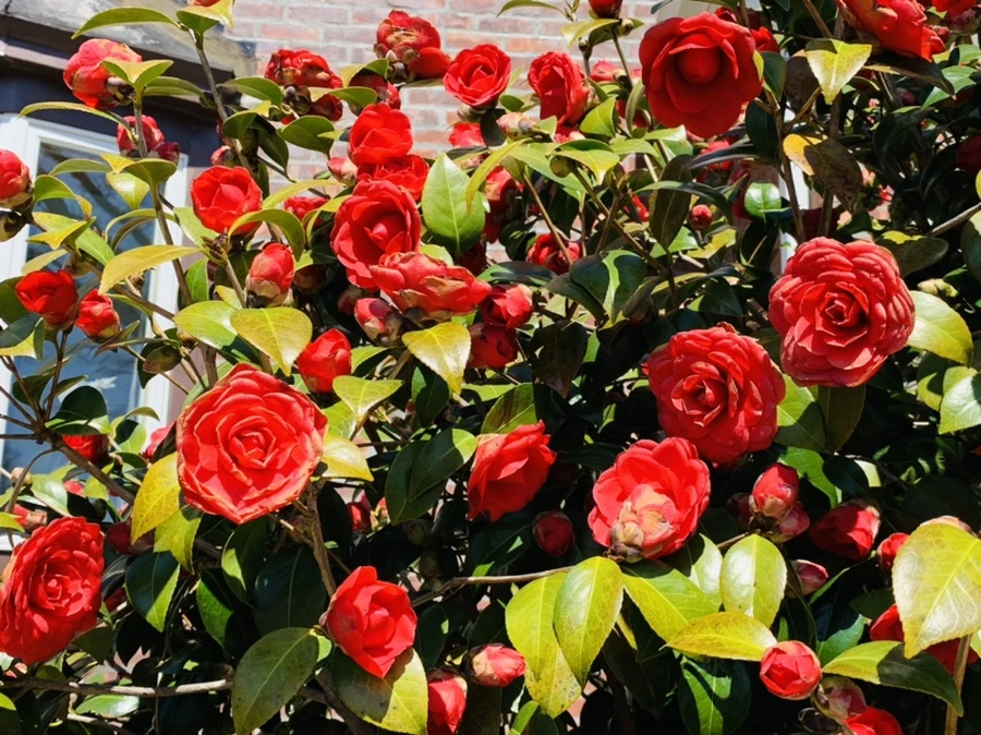 IMG_8139.jpg?type=w966