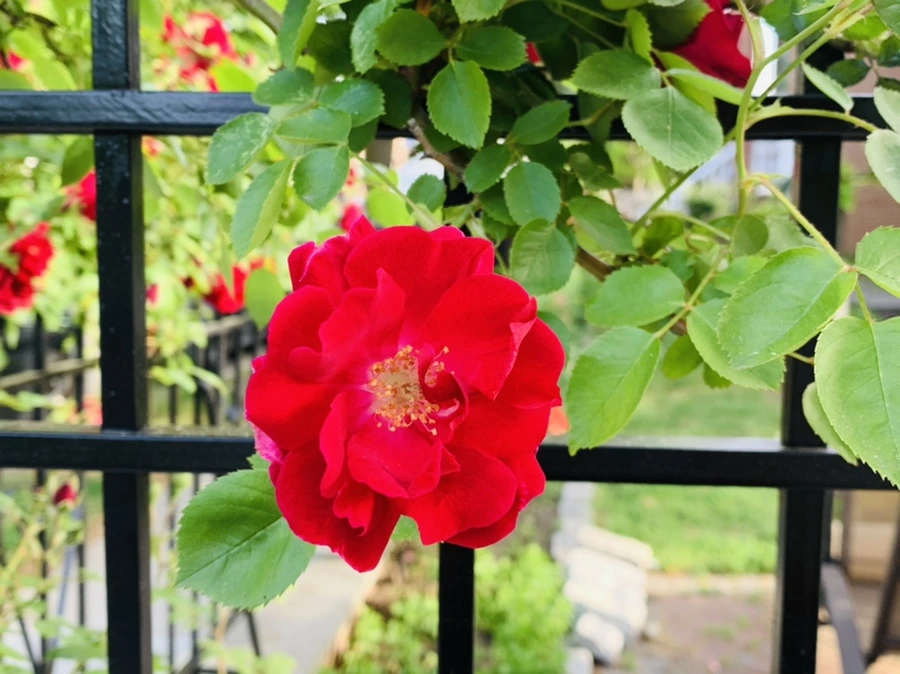 IMG_6635.jpg?type=w966