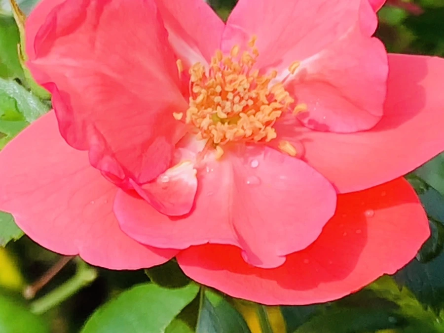 IMG_8524.jpg?type=w966