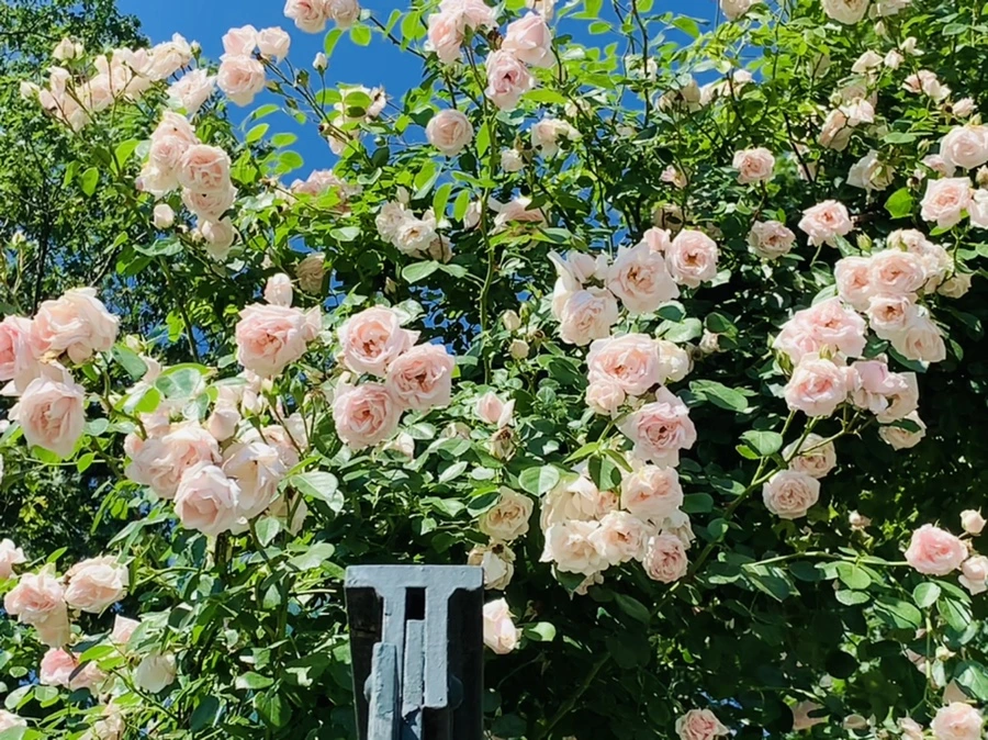 IMG_2150.jpg?type=w966