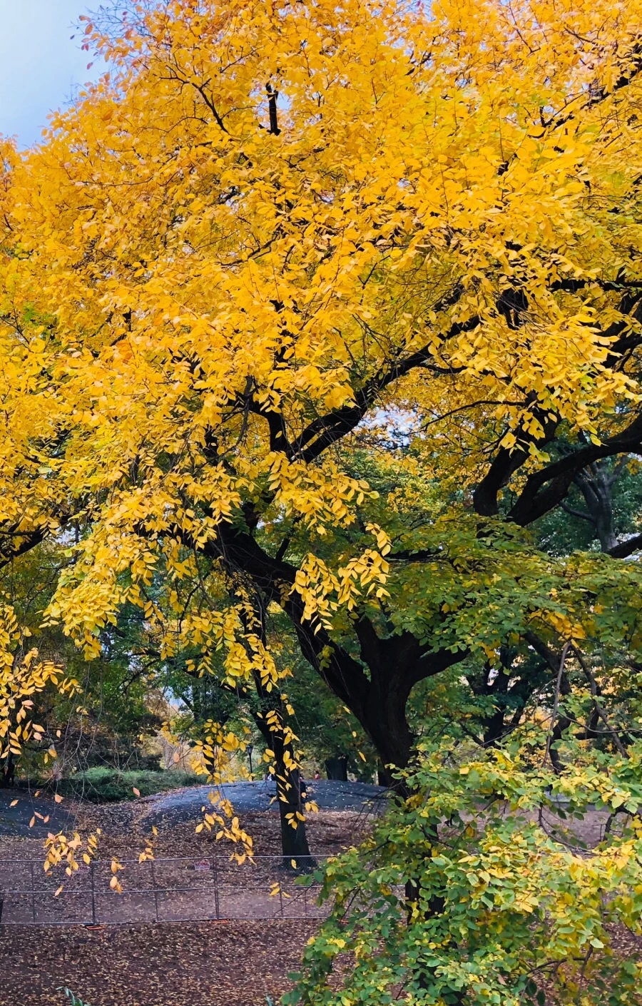 IMG_7271.jpg?type=w966