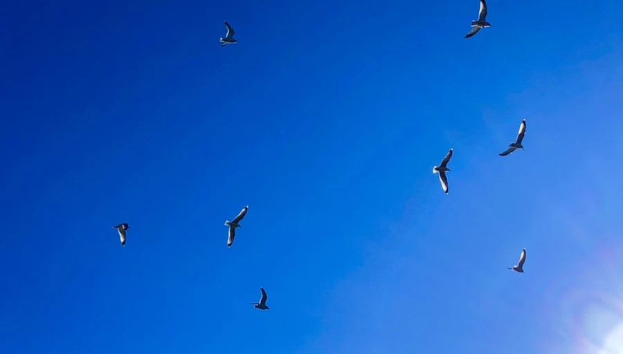 IMG_7853.jpg?type=w966